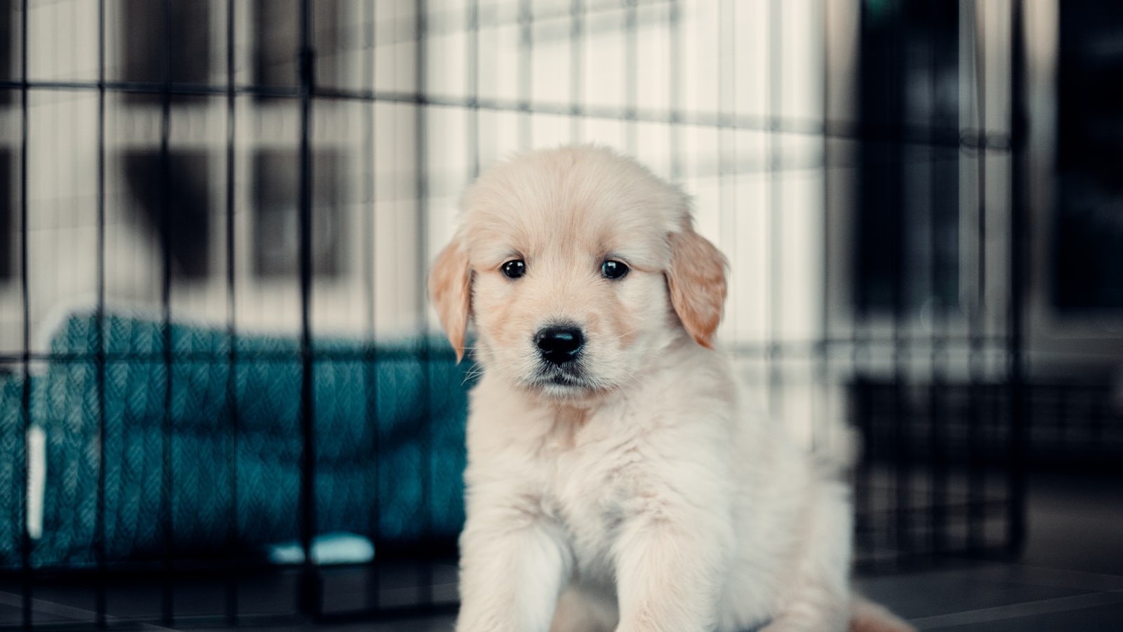 🐶  New pup checklist
