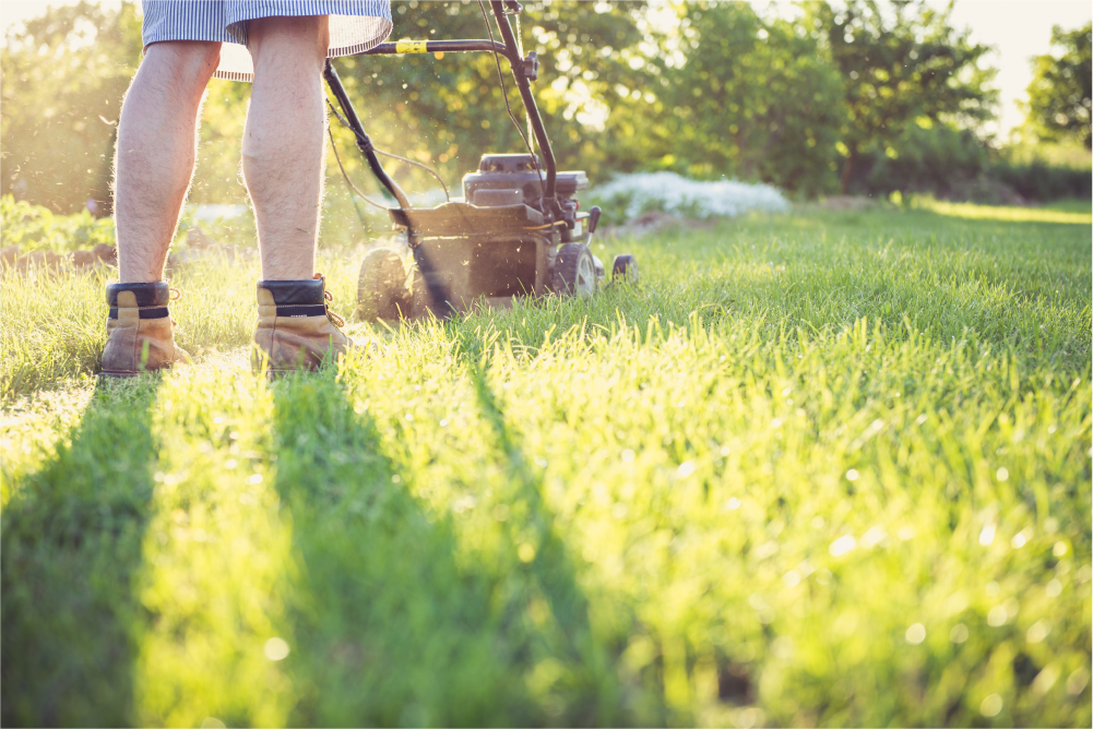 🍃 Lawn & landscape maintenance