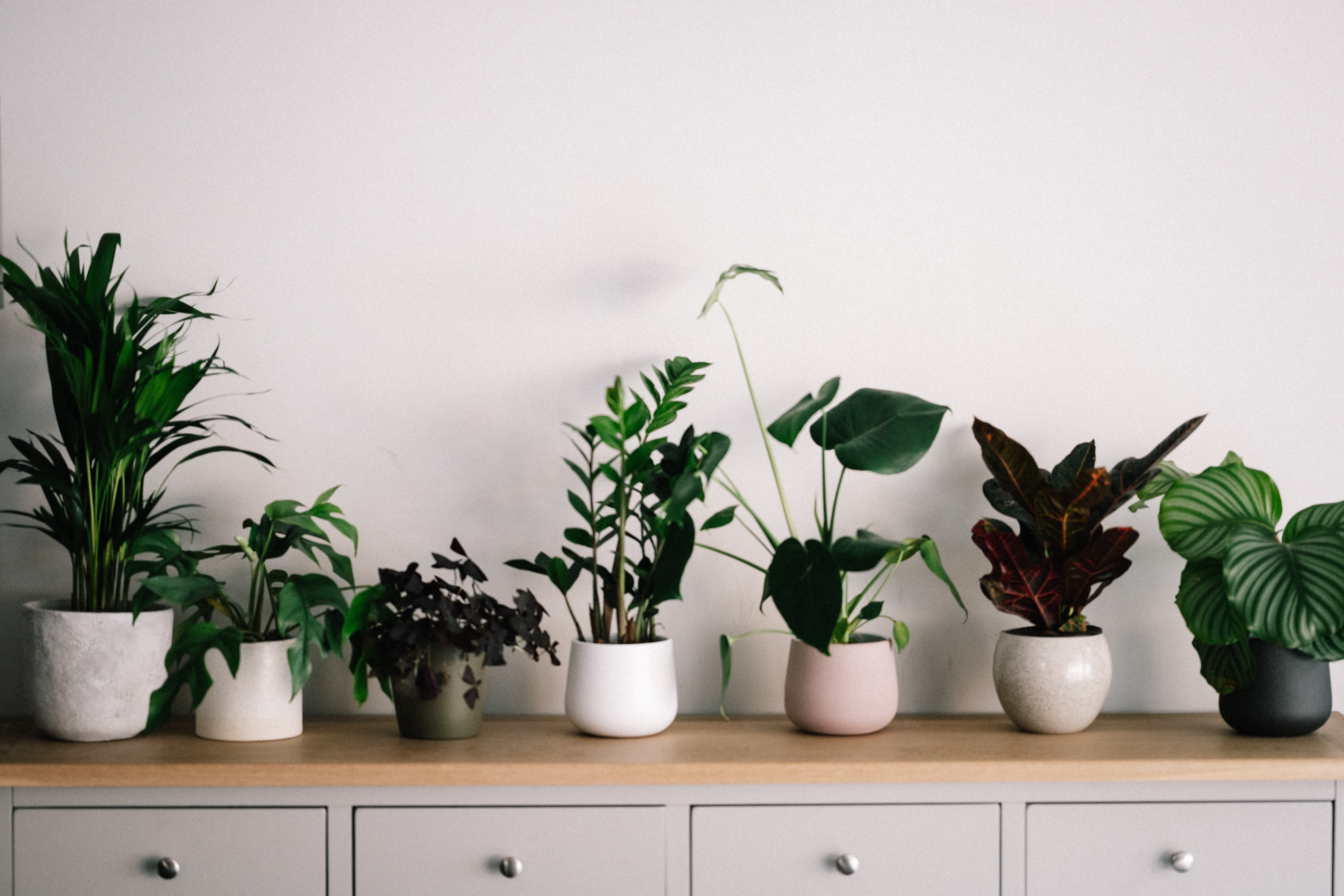 🪴 Getting started with houseplants